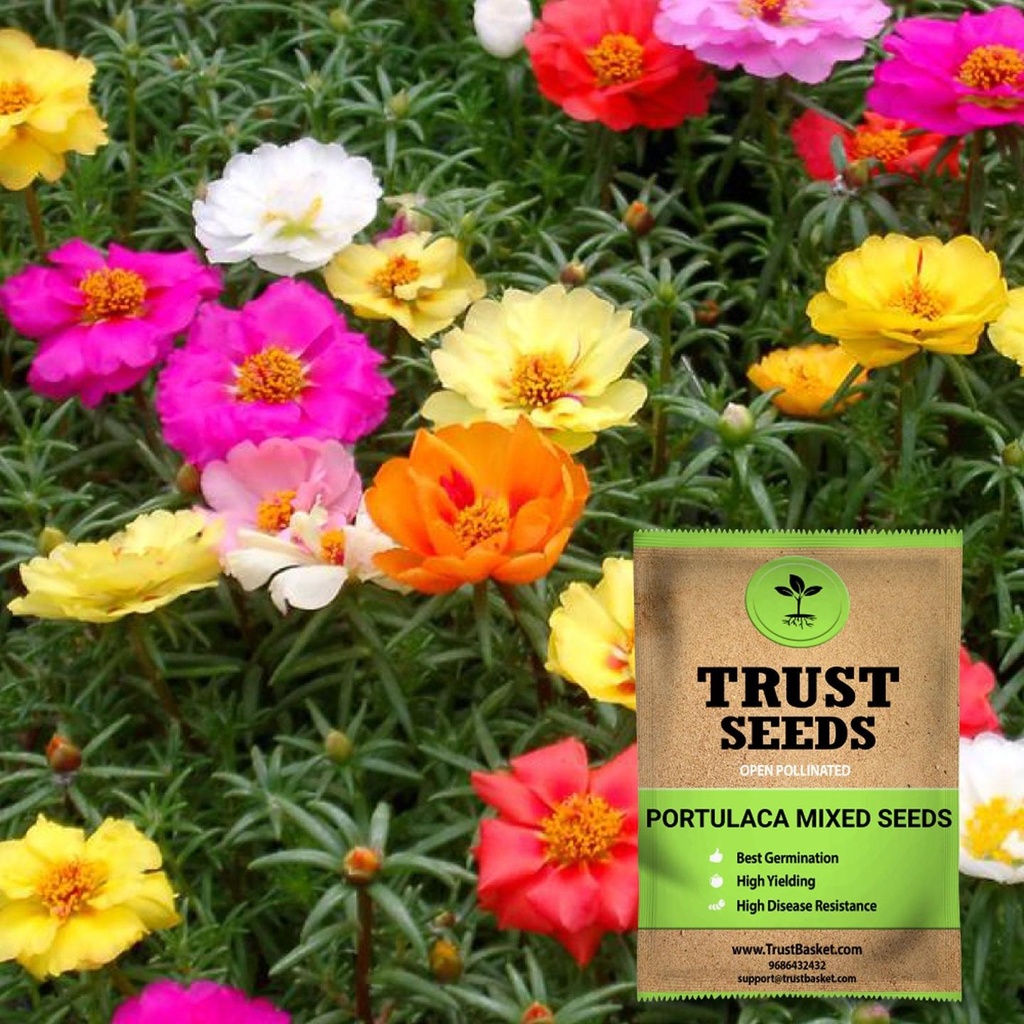 [SDOPFL1535] Portulaca mixed seeds (OP)