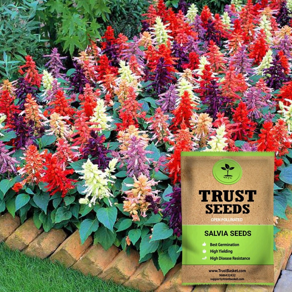 [SDOPFL1536] Salvia seeds (op)