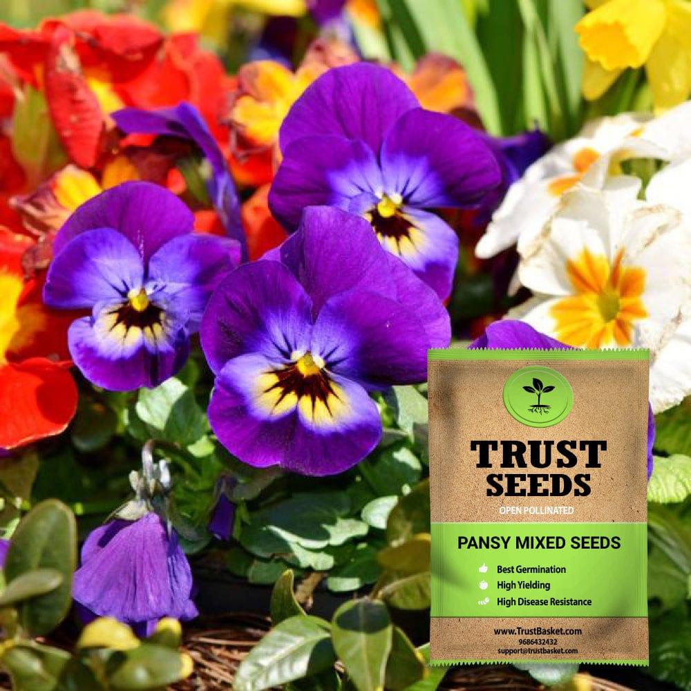 [SDOPFL1529] Pansy mixed seeds (Open Pollinated)