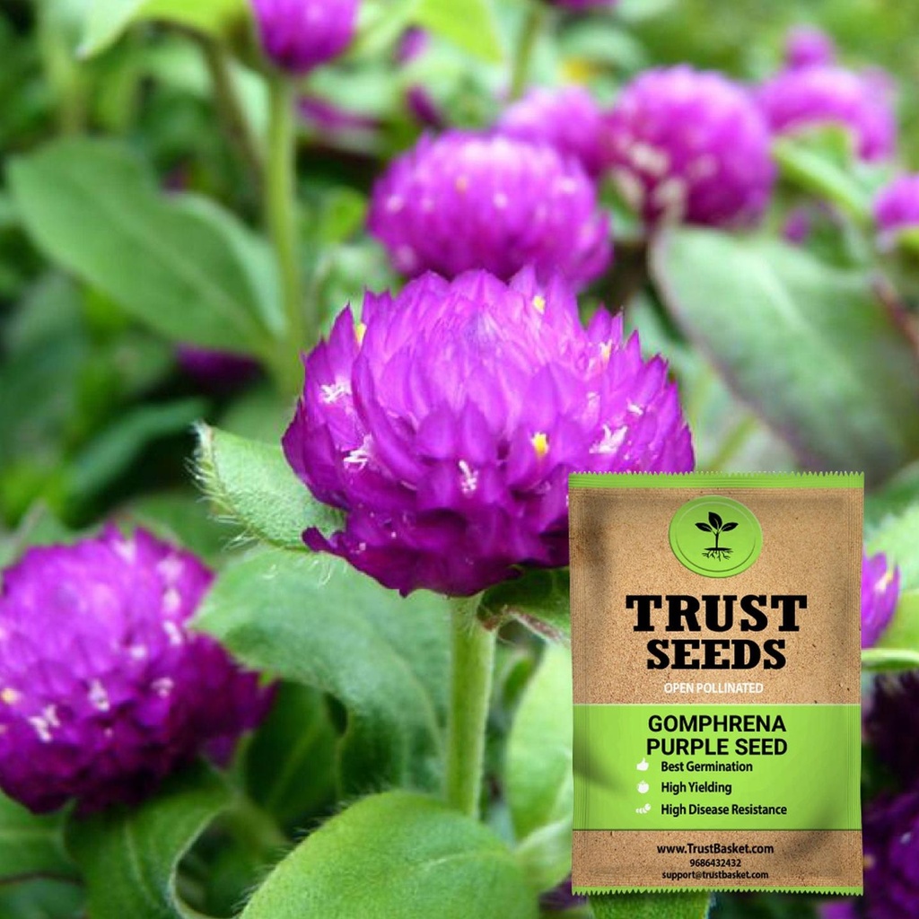 [SDOPFL1523] Gomphrena purple seeds (Open Pollinated)