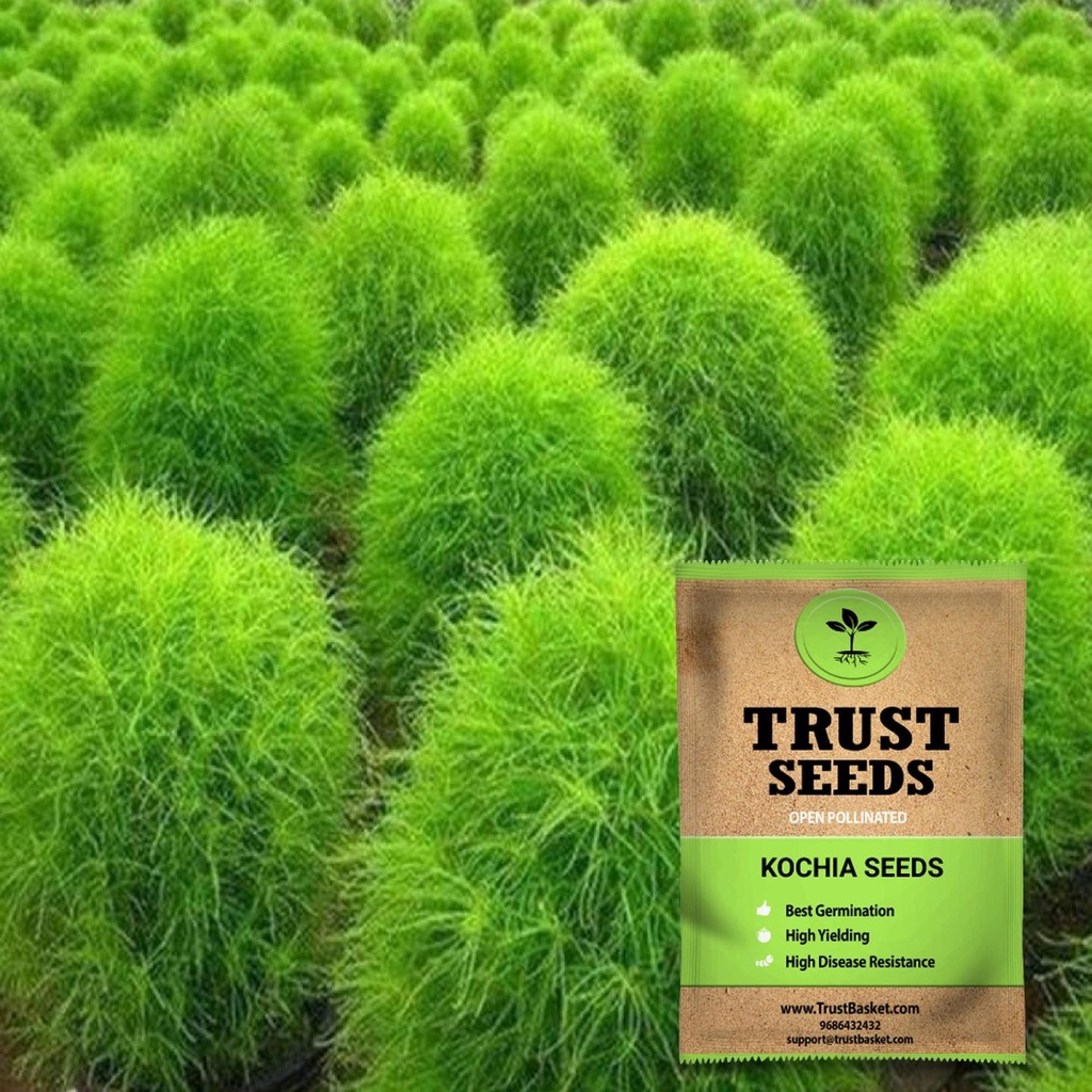 [SDOPFL1524] Kochia seeds (Open Pollinated)