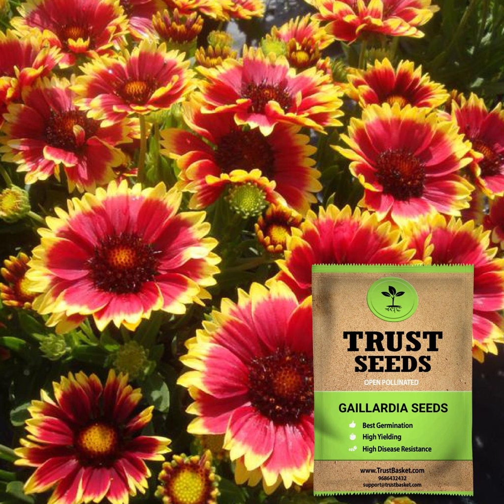 [SDOPFL1520] Gaillardia seeds (Open Pollinated)