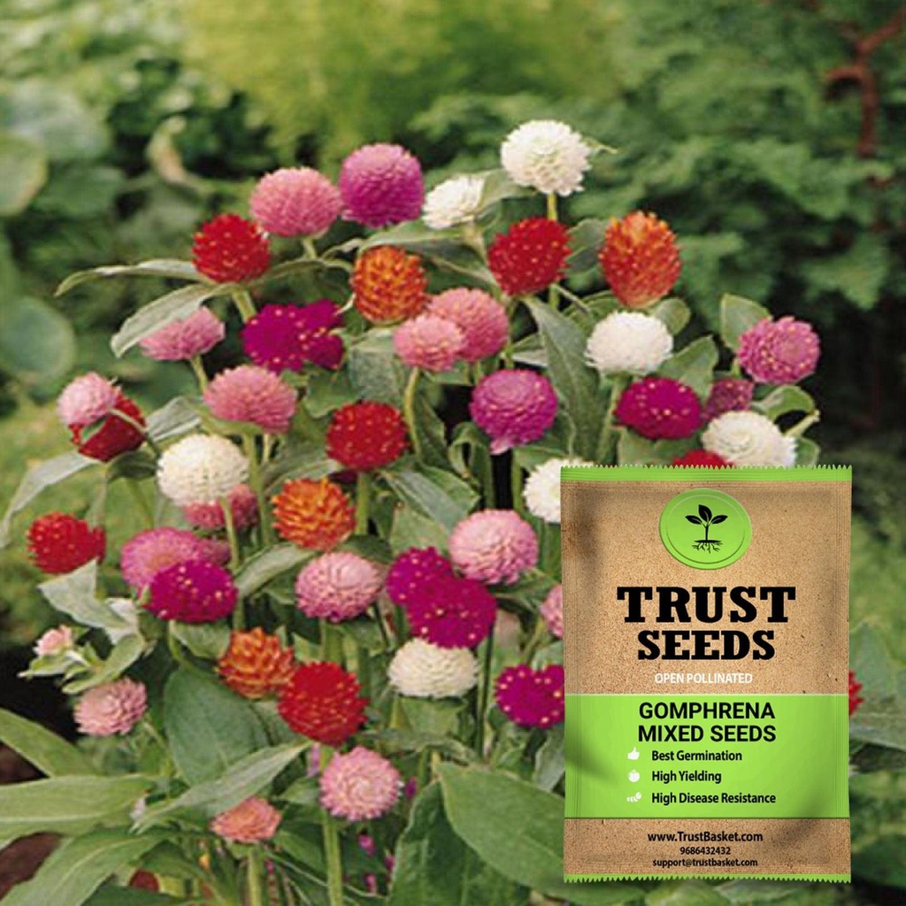 [SDOPFL1522] Gomphrena mixed seeds(Open Pollinated)