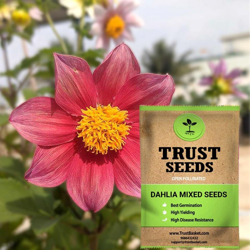 [SDOPFL1518] Dahlia mixed seeds (Open Pollinated)