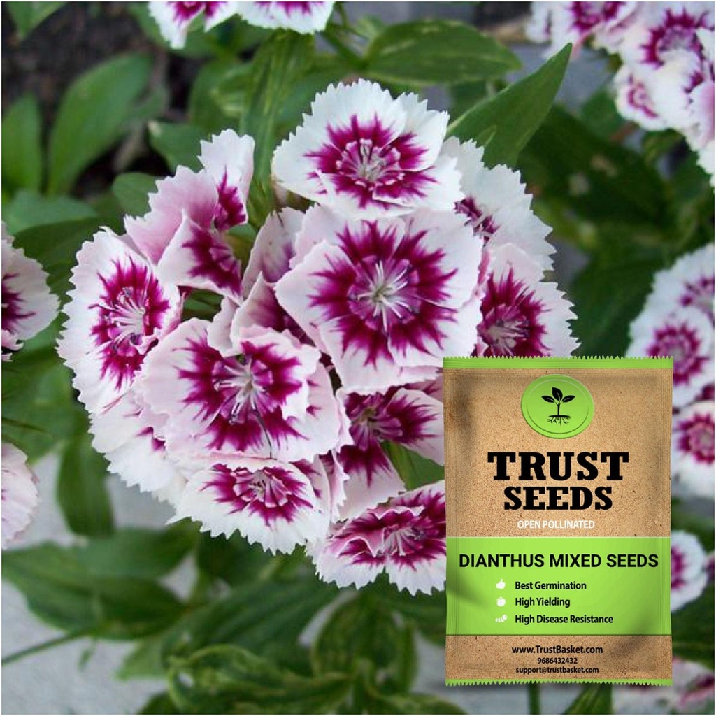 [SDOPFL1519] Dianthus mixed seeds (Open Pollinated)