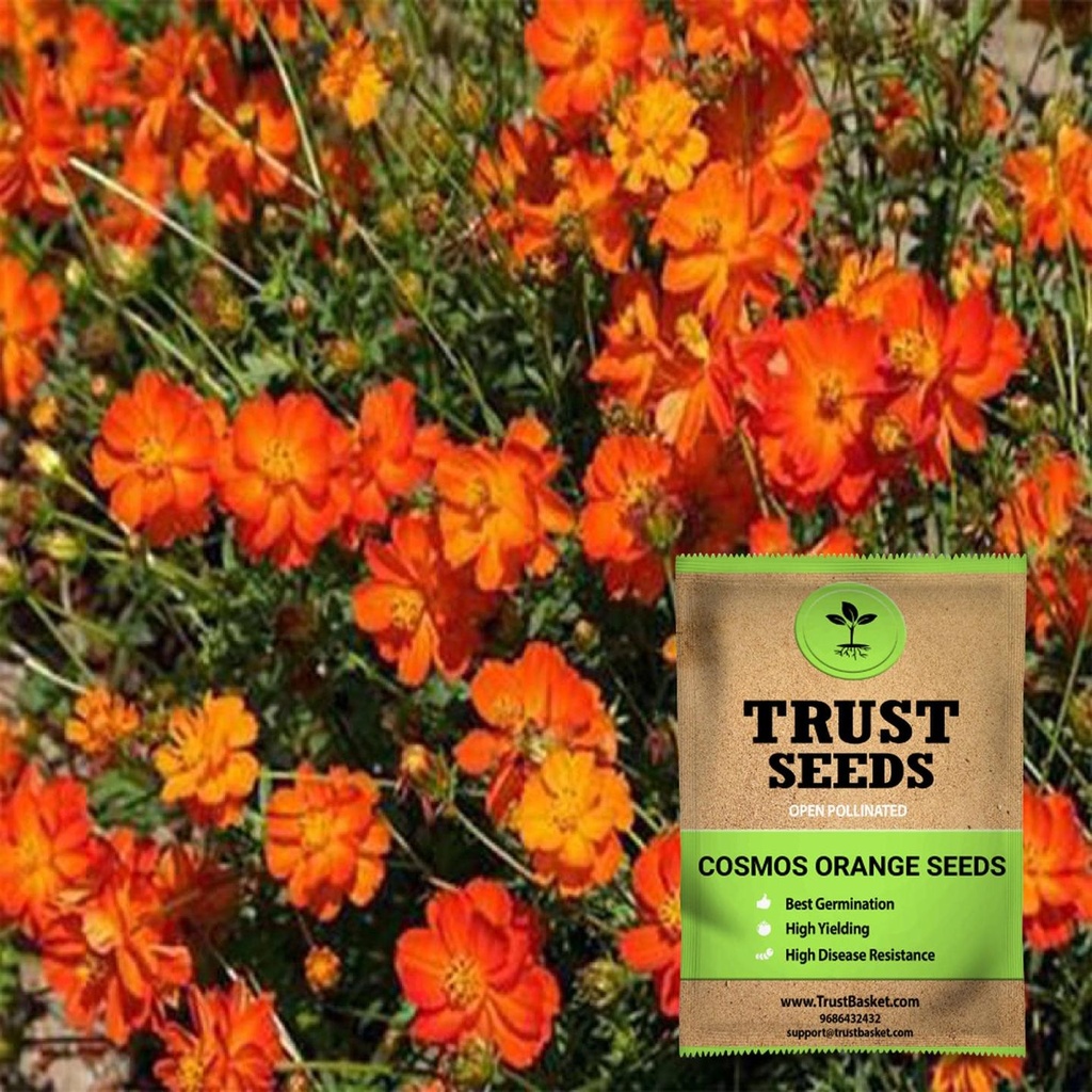 [SDOPFL1516] Cosmos orange seeds (Open Pollinated)