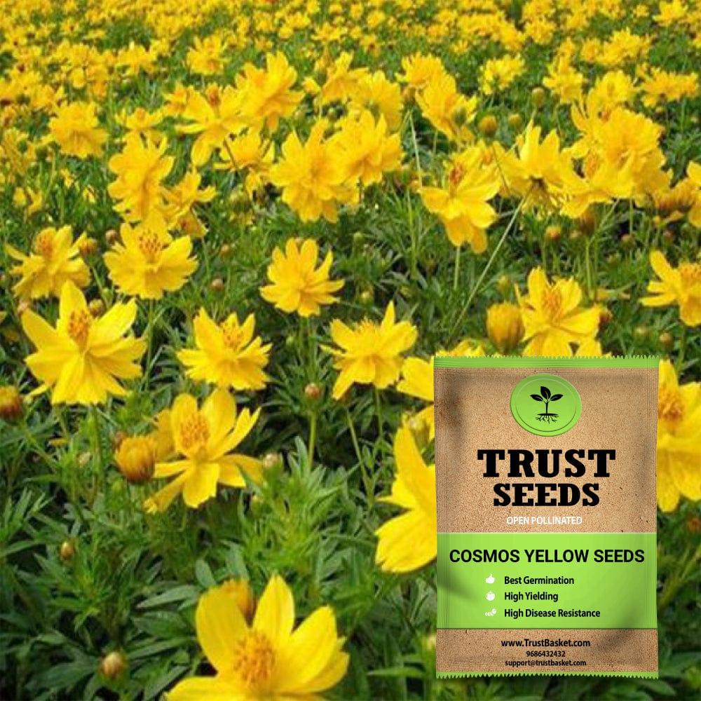 [SDOPFL1517] Cosmos yellow seeds (Open Pollinated)