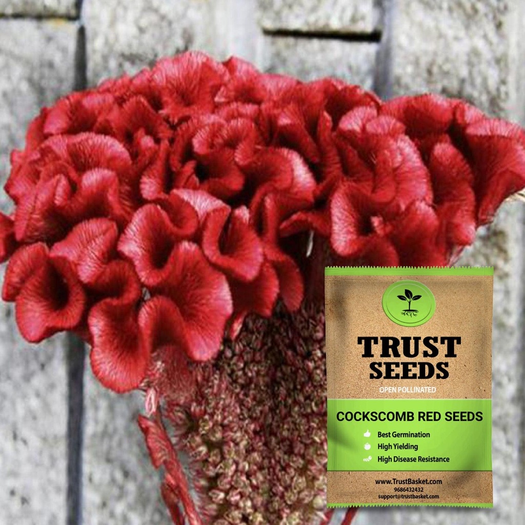 [SDOPFL1514] Cockscomb red seeds (Open Pollinated)