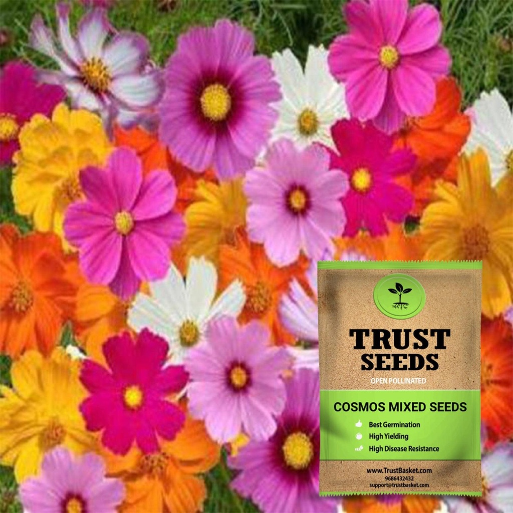 [SDOPFL1515] Cosmos mixed seeds (Open Pollinated)