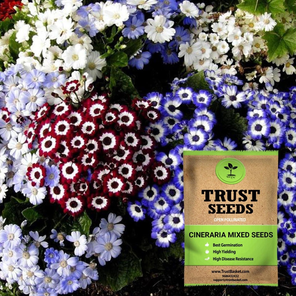 [SDOPFL1512] Cineraria mixed seeds (Open Pollinated)
