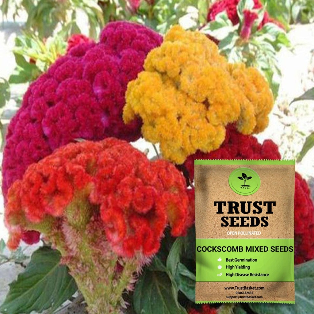 [SDOPFL1513] Cockscomb mixed seeds (Open Pollinated)
