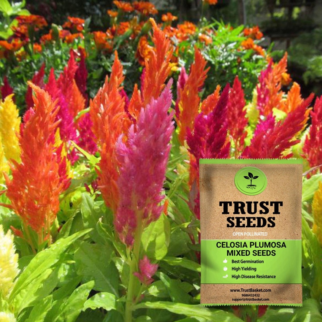 [SDOPFL1510] Celosia plumosa mixed seeds (OP)