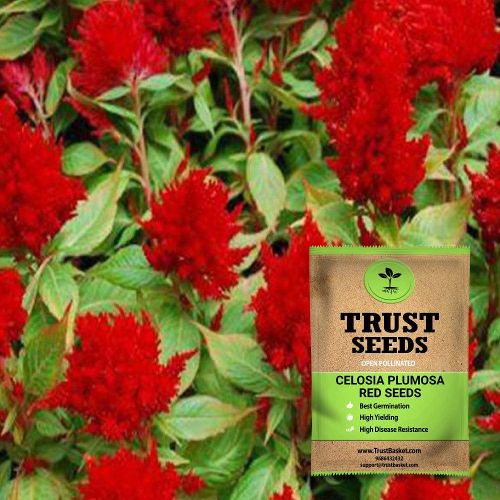 [SDOPFL1511] Celosia plumosa red seeds (OP)