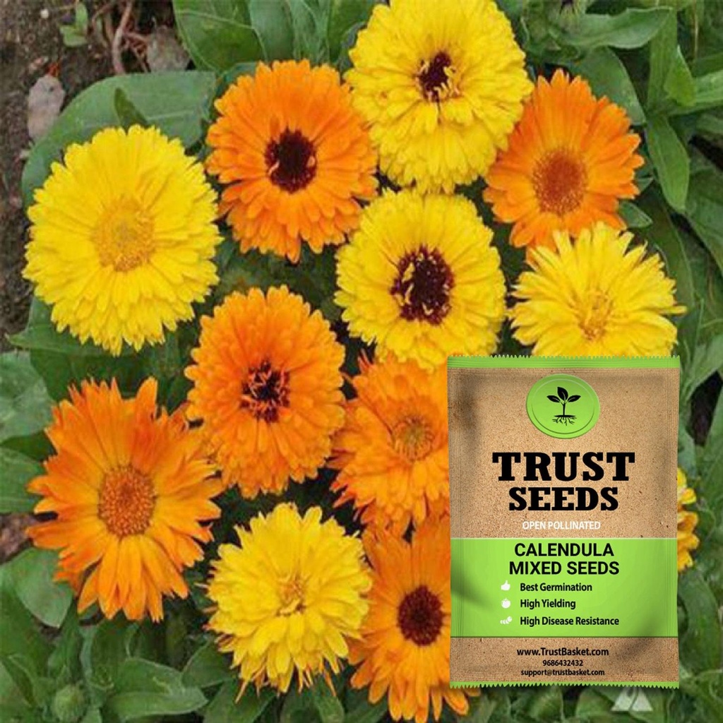 [SDOPFL1506] Calendula mixed seeds(Open Pollinated)