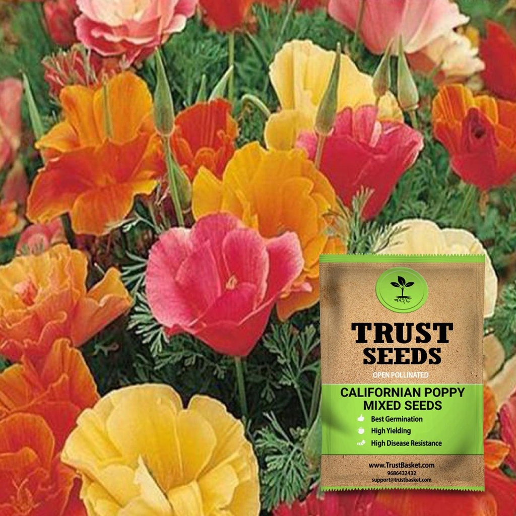 [SDOPFL1508] Californian poppy mixed seeds (OP)
