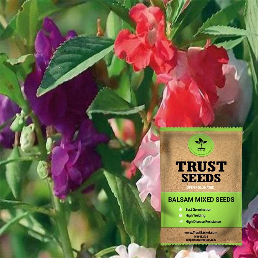 [SDOPFL1504] Balsam mixed seeds (Open Pollinated)
