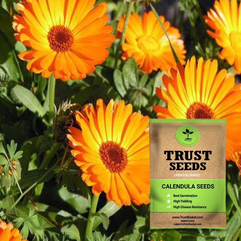 [SDOPFL1505] Calendula seeds(Open Pollinated)