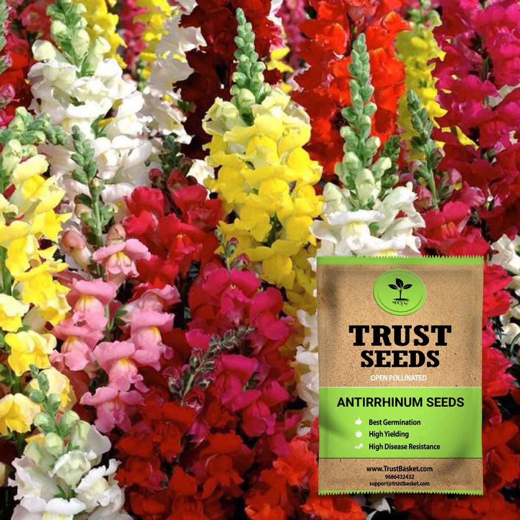 [SDOPFL1502] Antirrhinum seeds (Open Pollinated)