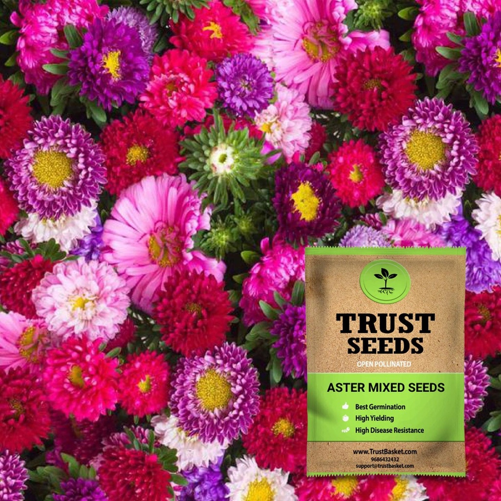 [SDOPFL1503] Aster mixed seeds  (Open Pollinated)