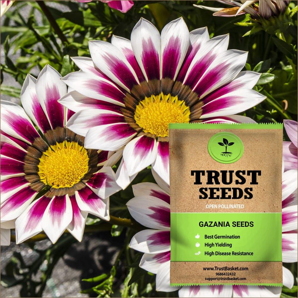 [TBSSS374] Gazania Seeds (OP)