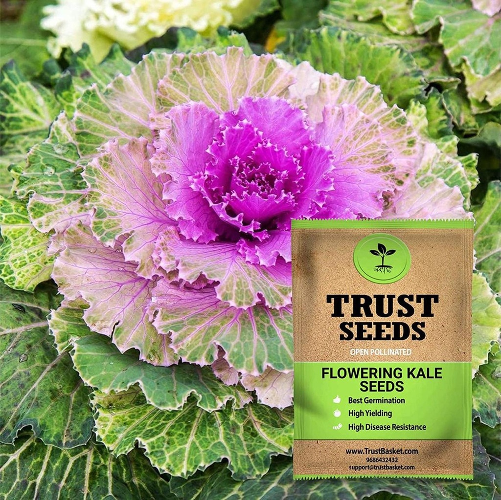 [TBSSS381] Flowering Kale Seeds (OP)