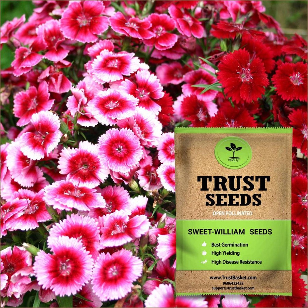 [TBSSS387] Sweet William Seeds (OP)