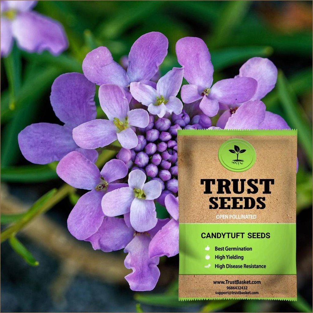 [TBSSS383] Candytuft Seeds (OP)