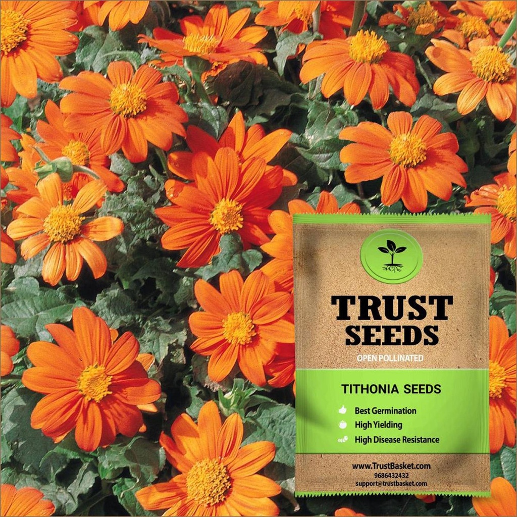 [TBSSS391] Tithonia Seeds (OP)