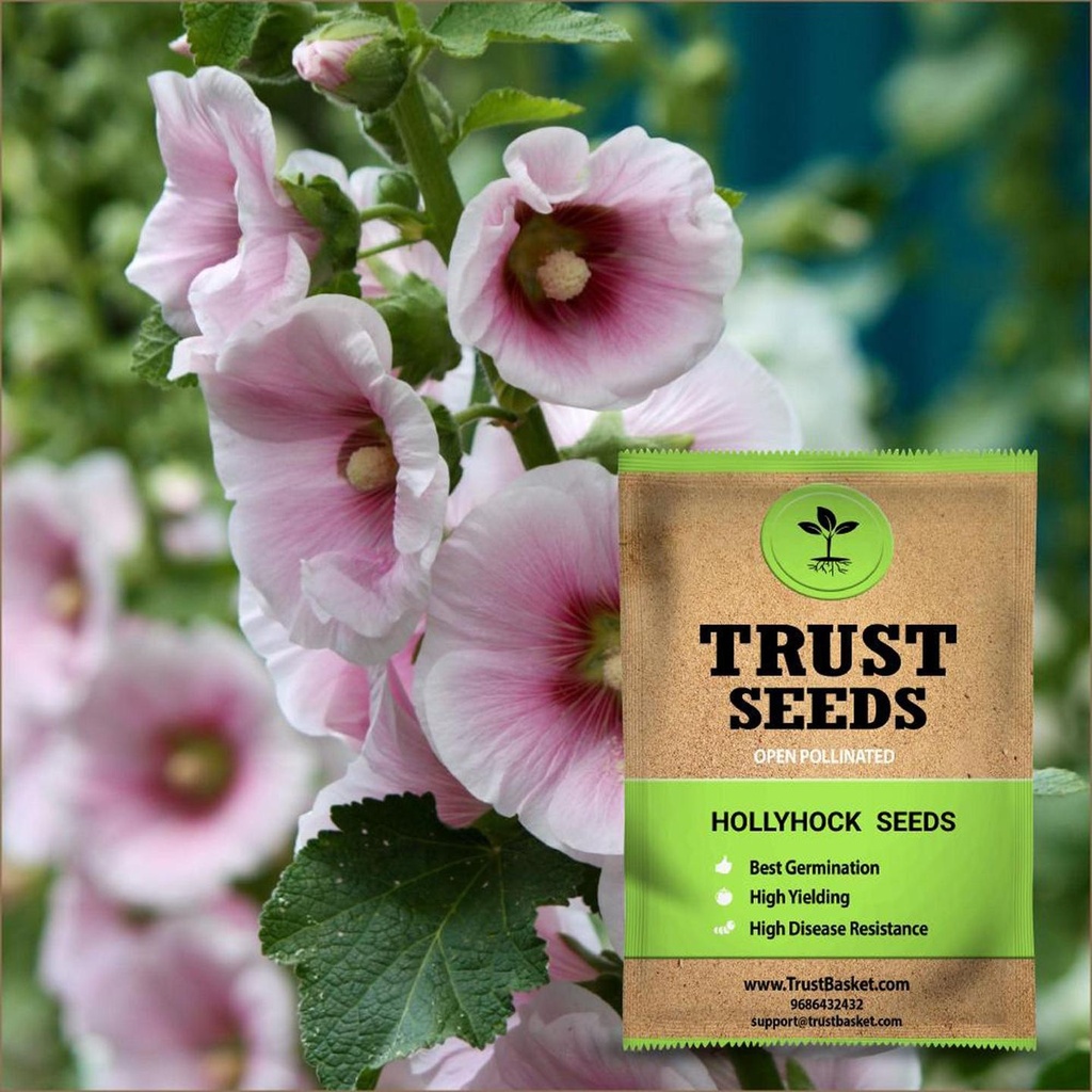 [TBSSS395] Hollyhock Seeds (OP)