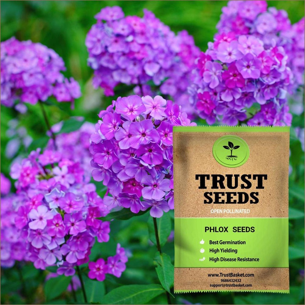 [TBSSS407] Phlox Seeds (OP)