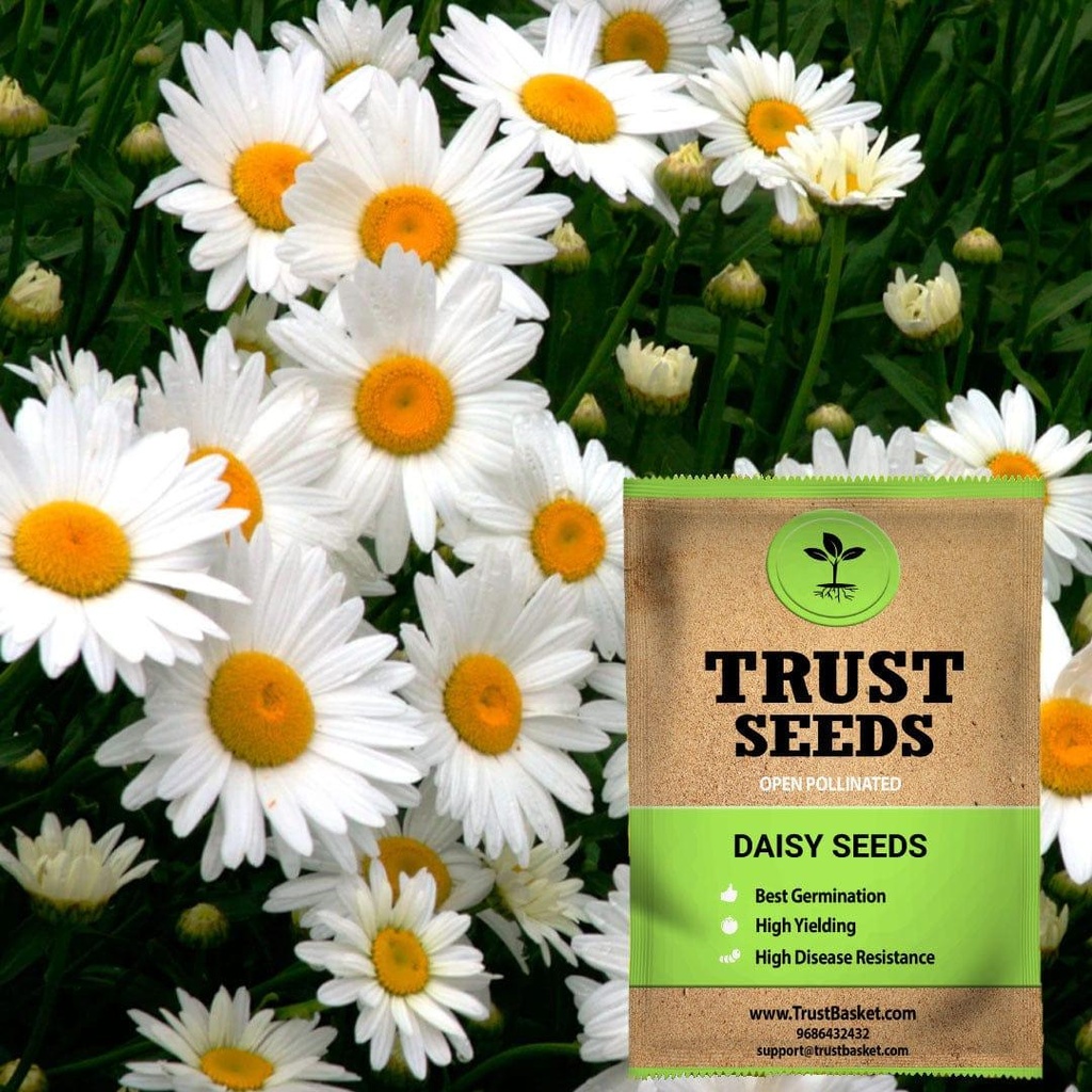 [TBSSS411] Daisy Seeds (OP)
