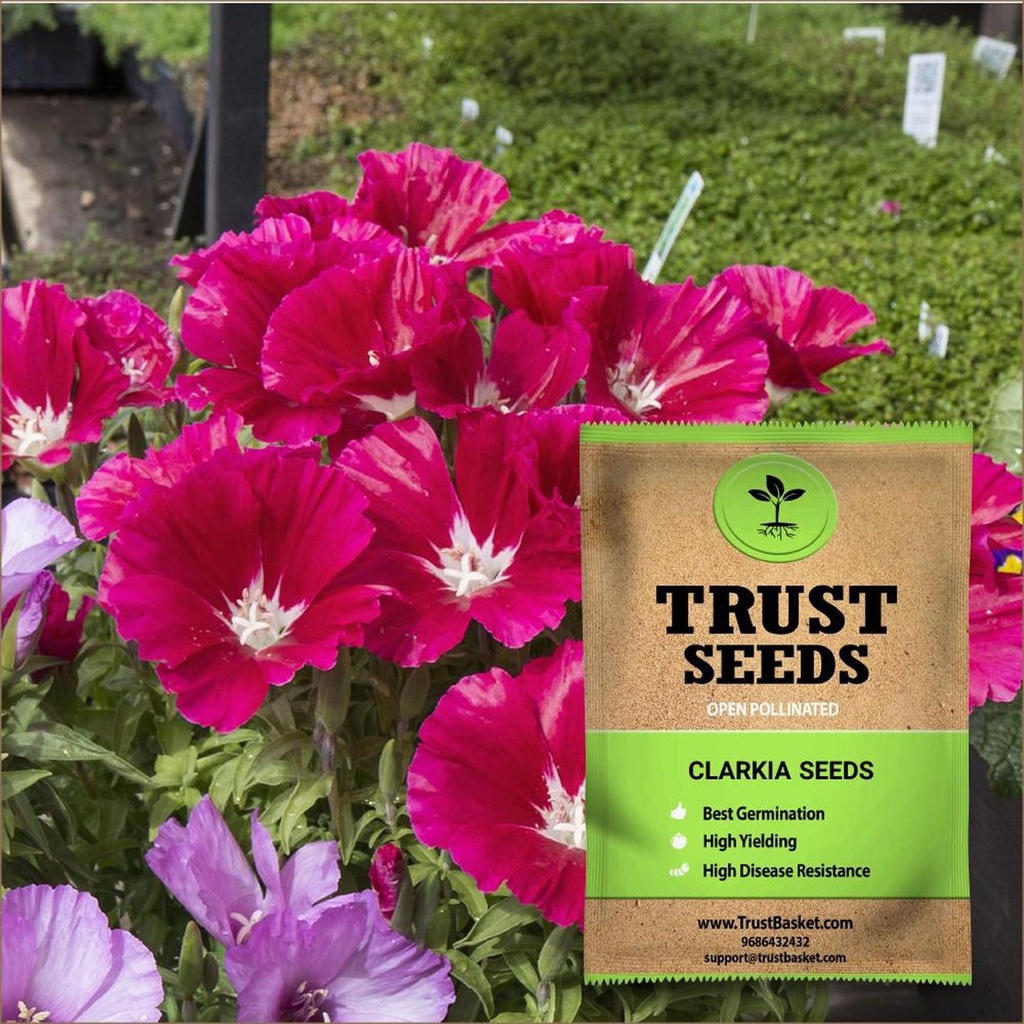 [TBSSS409] Clarkia Seeds (OP)
