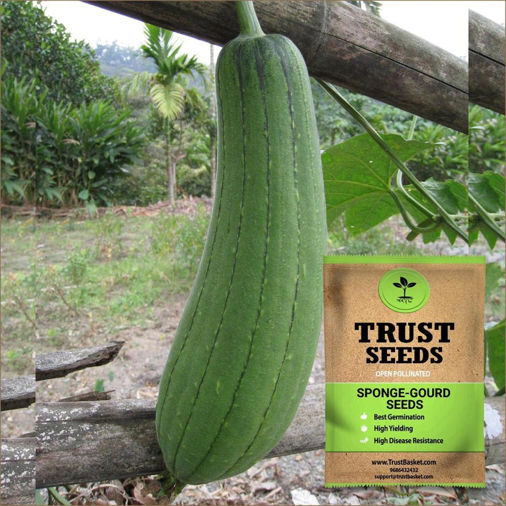[TBSSS397] Sponge Gourd Seeds (OP)