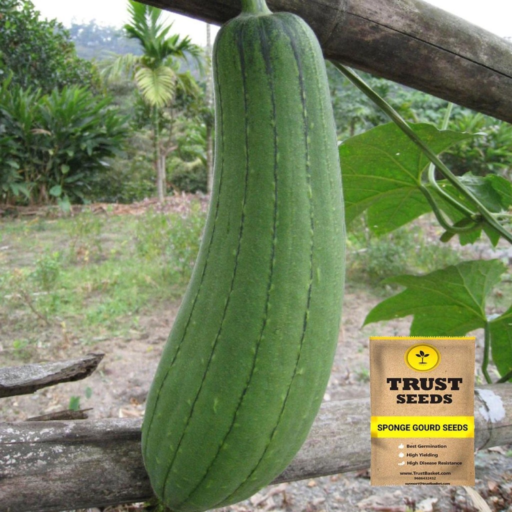 [TBSSS396] Sponge Gourd Seeds (Hybrid)