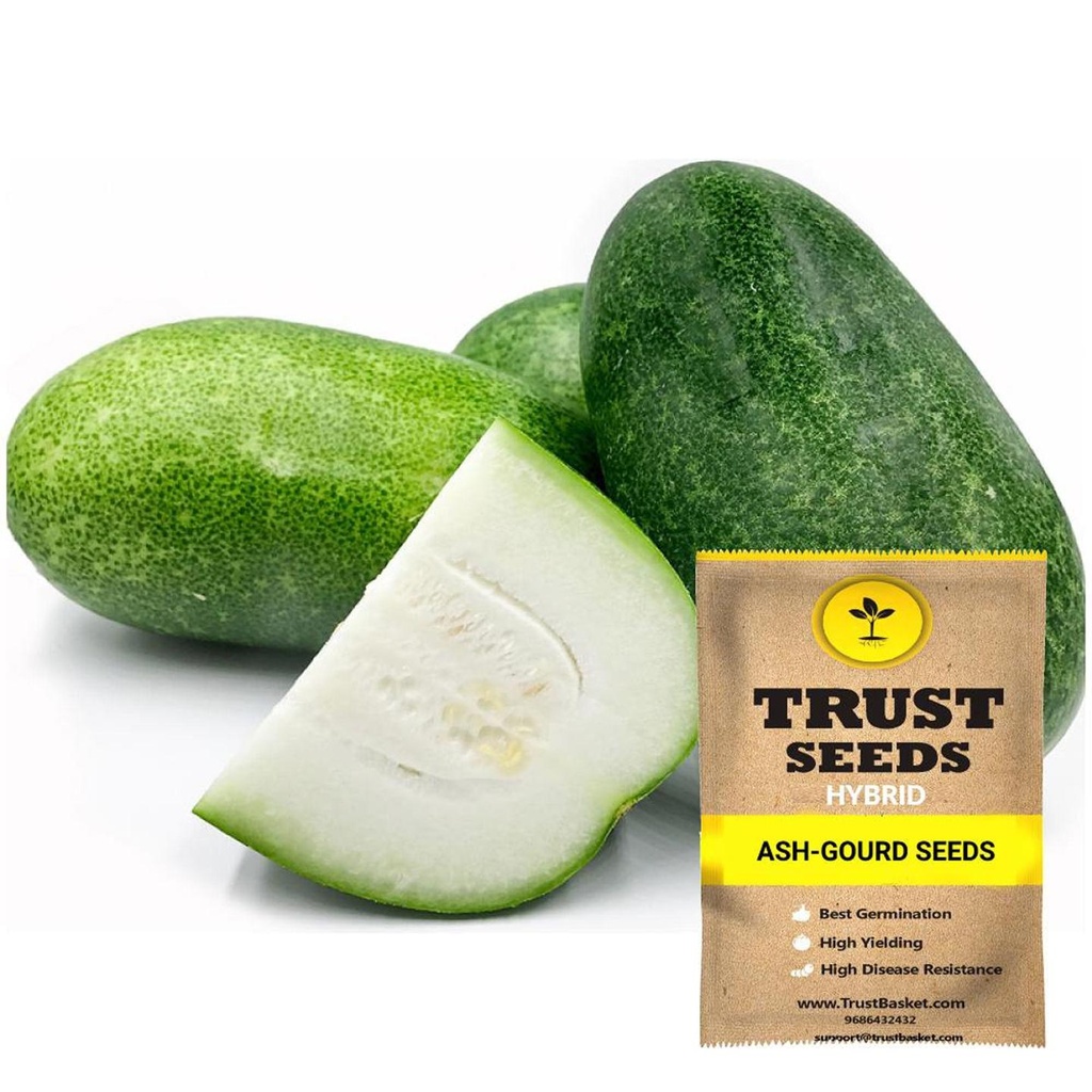 [TBSSS392] Ash Gourd Seeds (Hybrid)