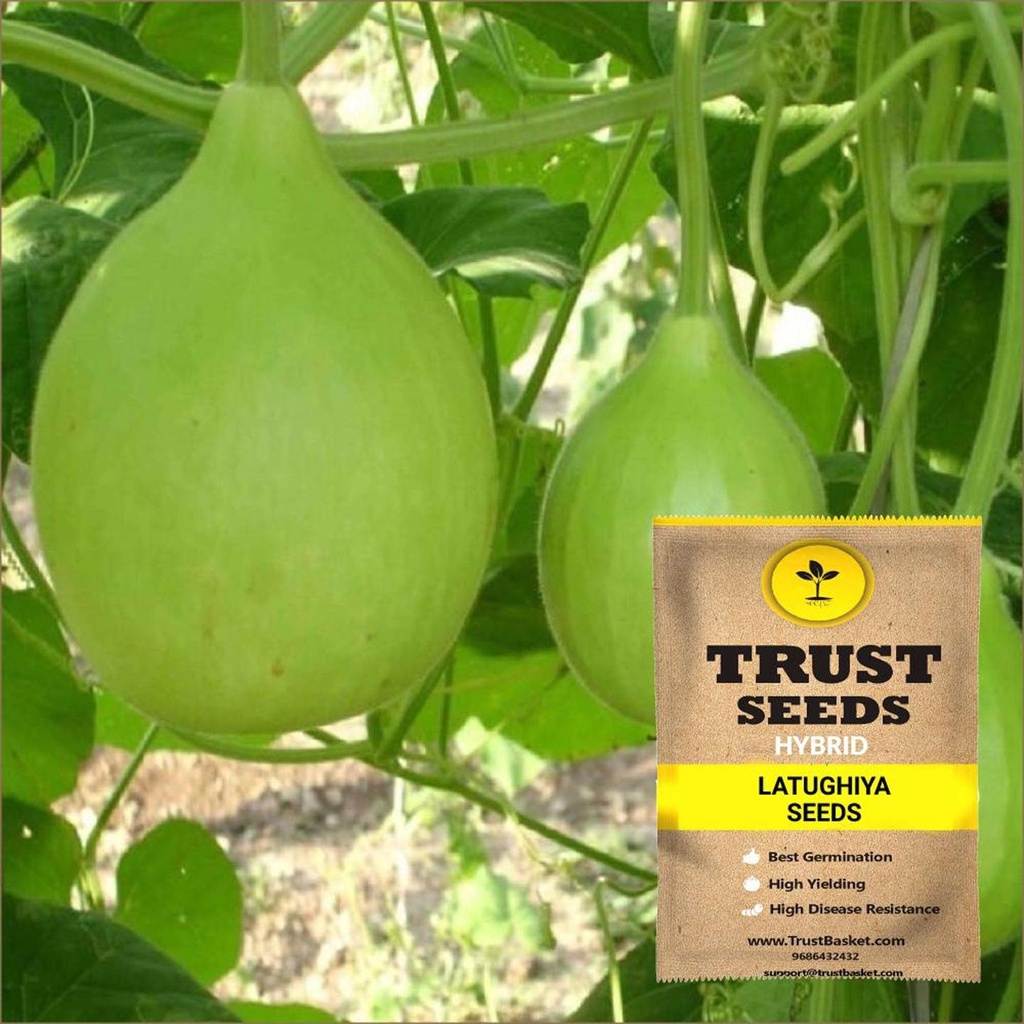 [TBSSS384] Latughiya Seeds (Hybrid)