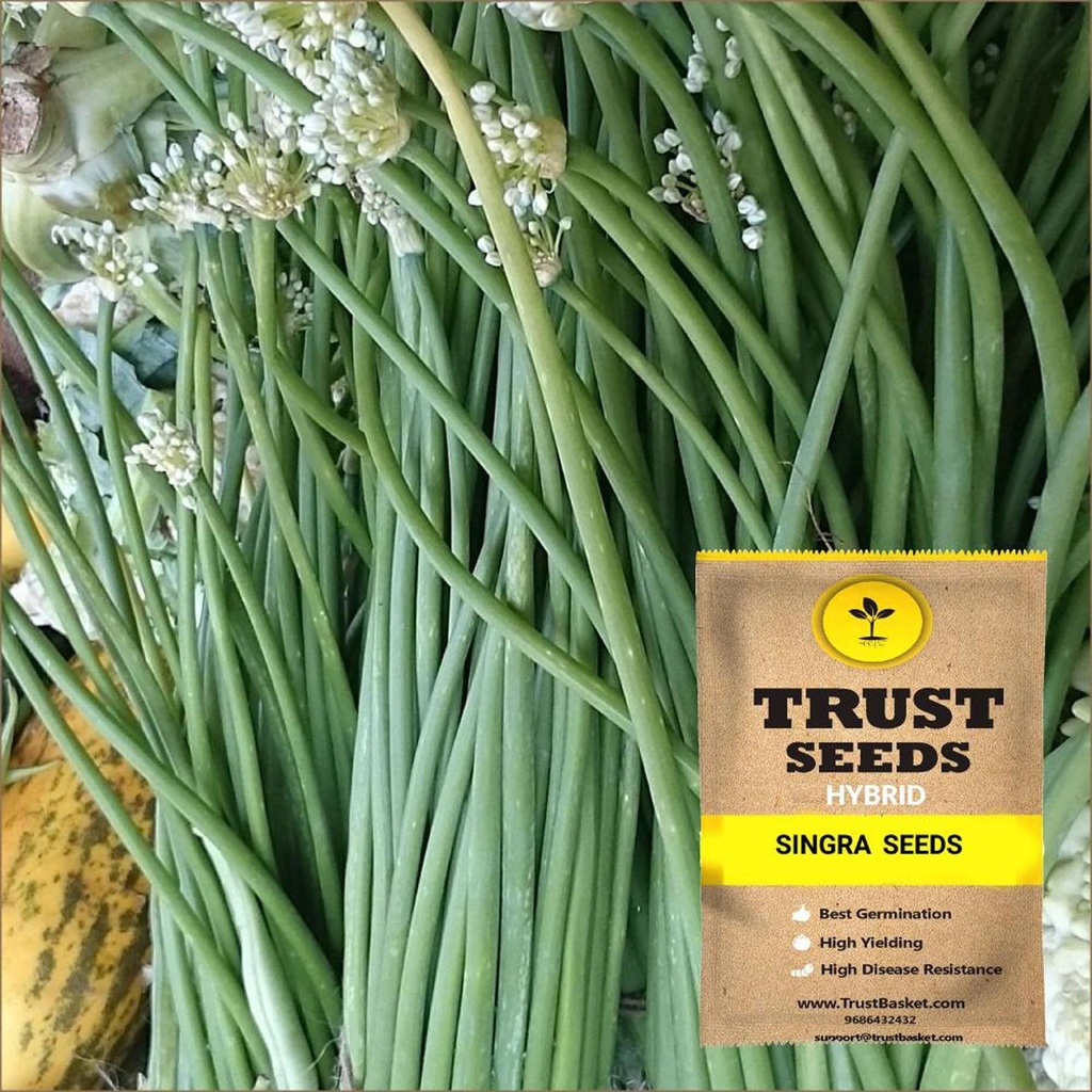 [TBSSS376] Singra Seeds (Hybrid)