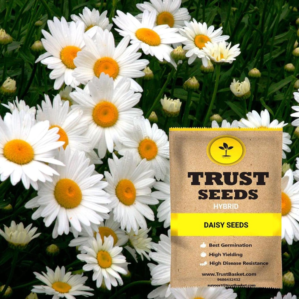 [TBSSS410] Daisy Seeds (Hybrid)