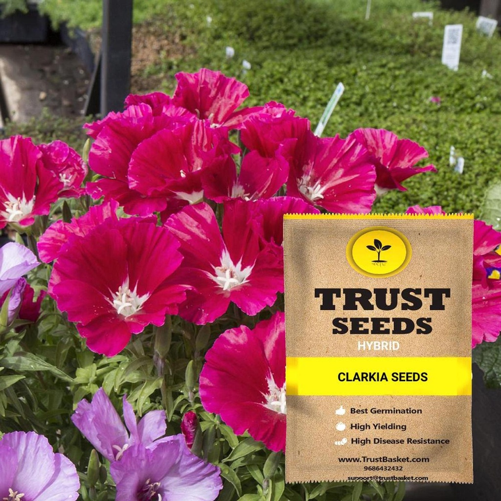 [TBSSS408] Clarkia Seeds (Hybrid)