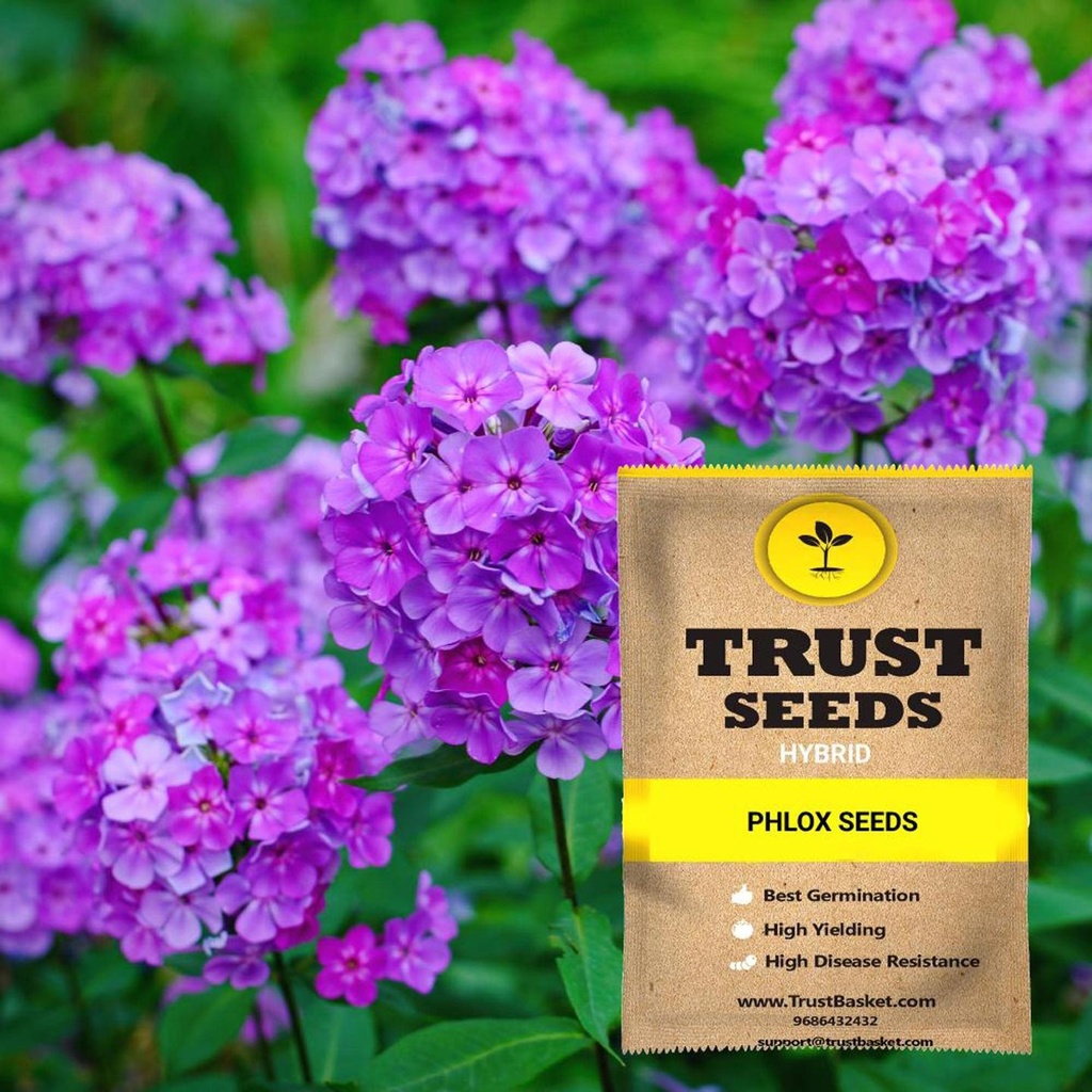 [TBSSS406] Phlox Seeds (Hybrid)