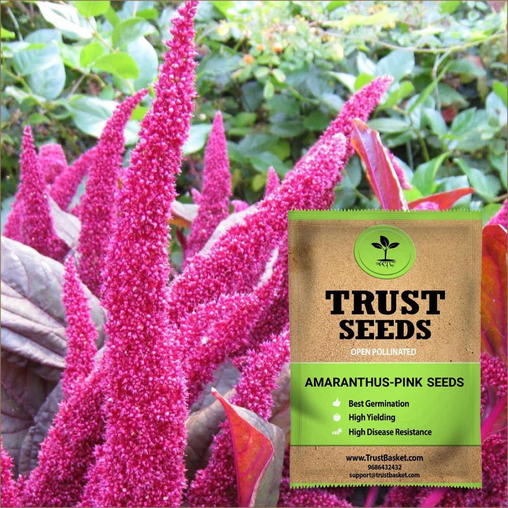 [TBSSS403] Amaranthus Pink Seeds (OP)