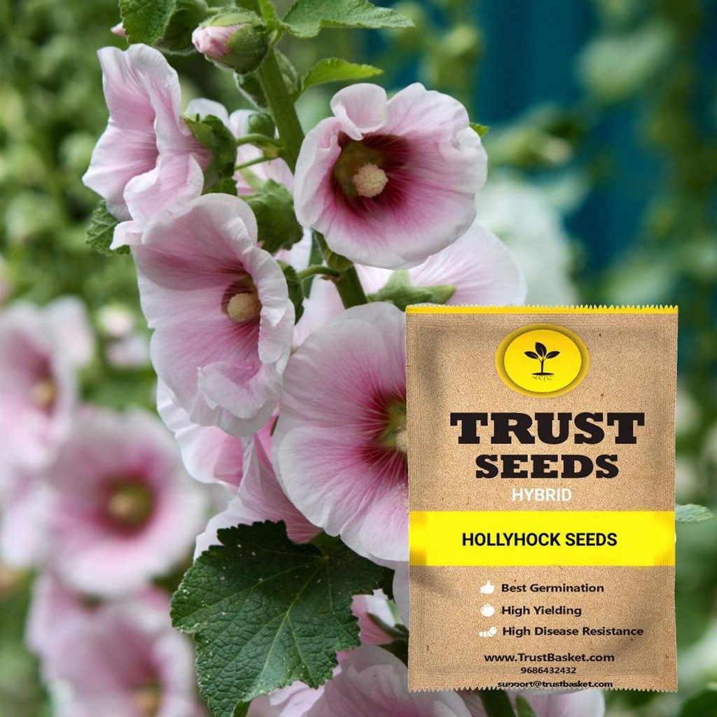 [TBSSS394] Hollyhock Seeds (Hybrid)