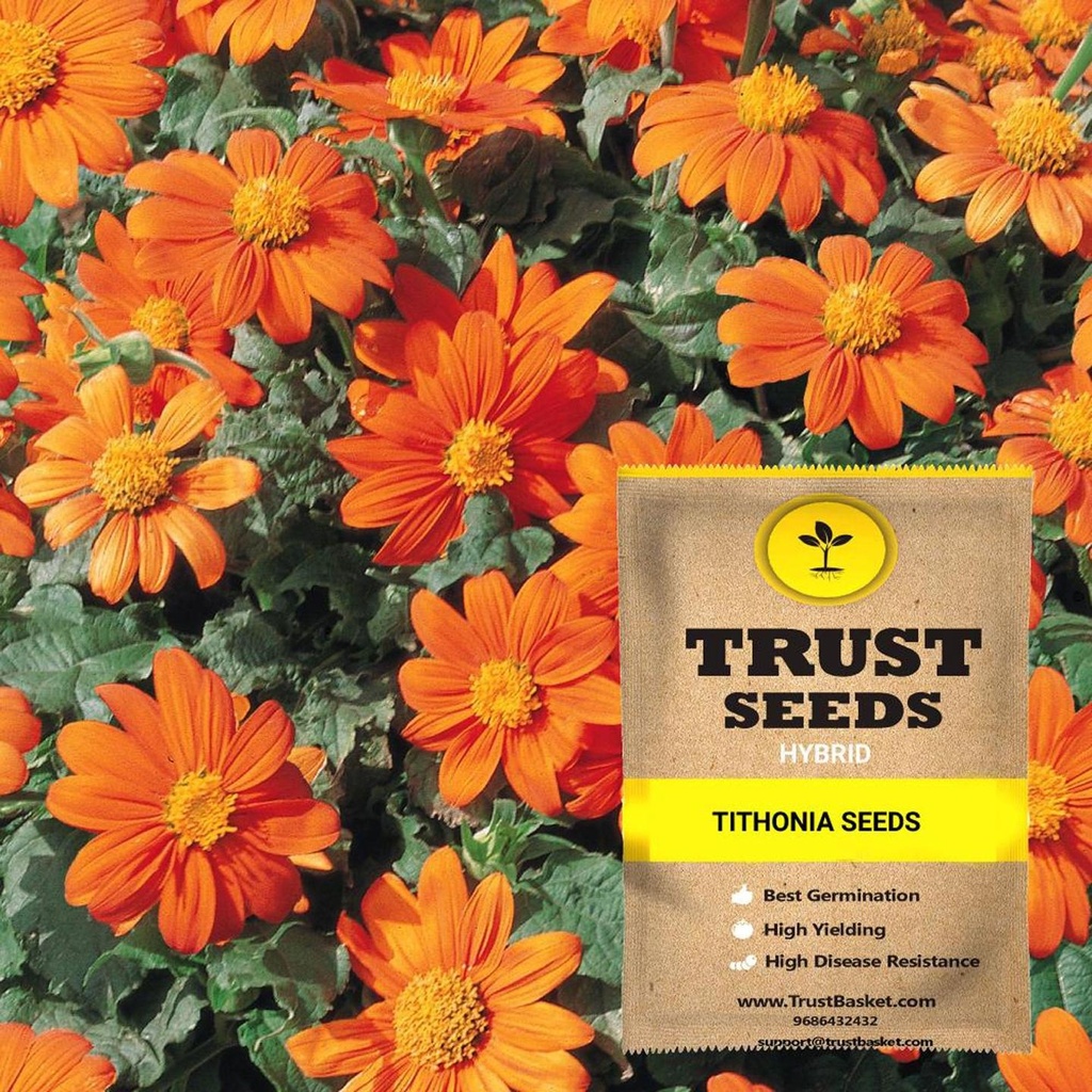 [TBSSS390] Tithonia Seeds (Hybrid)
