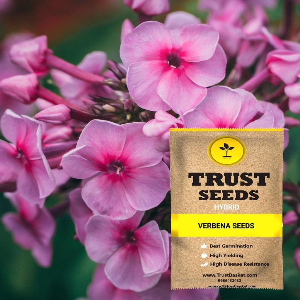 [TBSSS388] Verbena Seeds (Hybrid)