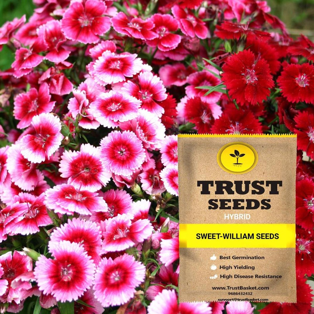 [TBSSS386] Sweet William Seeds (Hybrid)