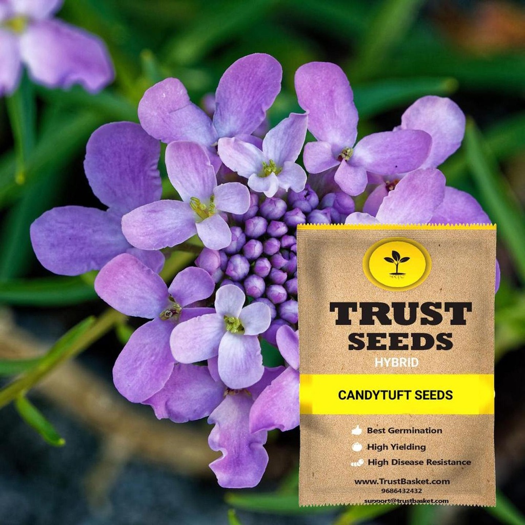 [TBSSS382] Candytuft Seeds (Hybrid)