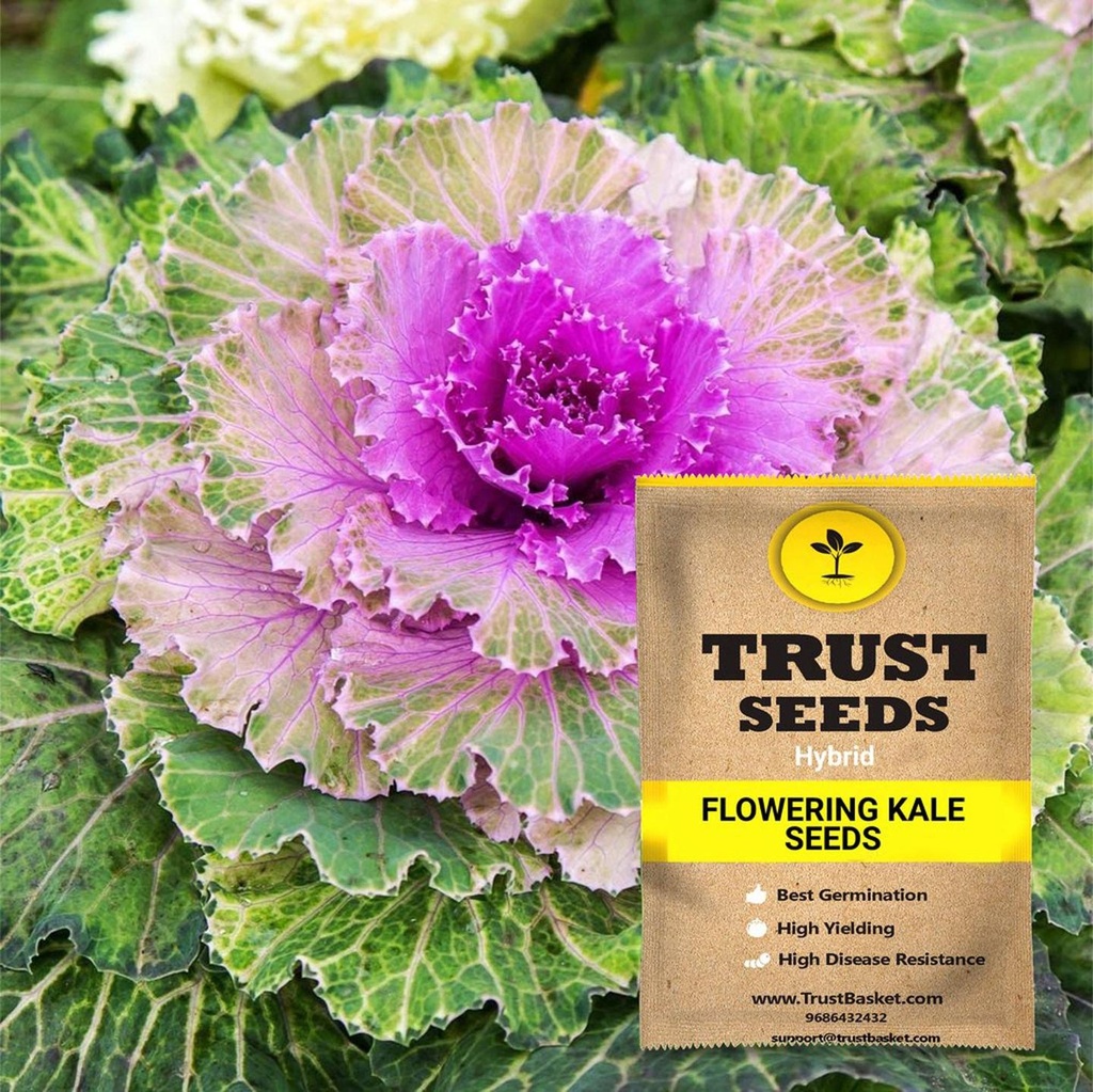 [TBSSS380] Flowering Kale Seeds (Hybrid)