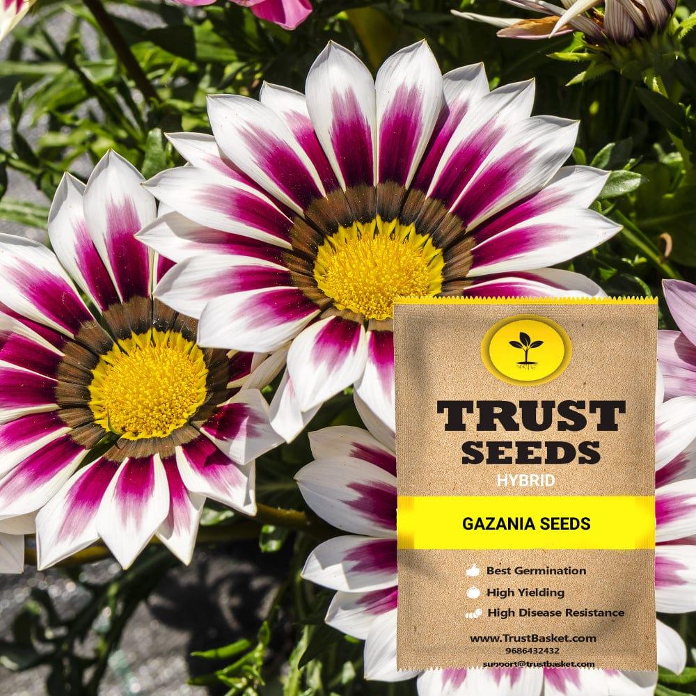 [TBSSS373] Gazania Seeds (Hybrid)