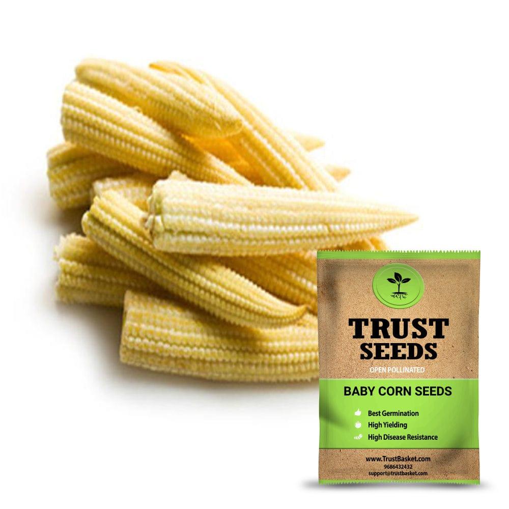 [SDOPVG1001] Baby corn seeds (Open Pollinated)