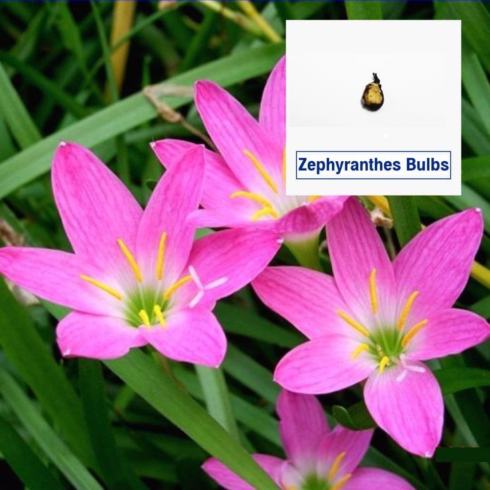 [TBSSS371] Zephyranthes Flower Bulbs (Set of 5)
